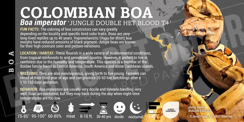 Boa imperator 'Common Boa' Snake