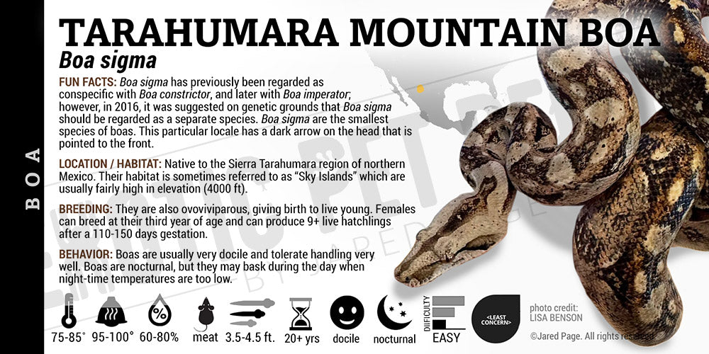 Boa sigma 'Tarahumara Mountain' Boa label