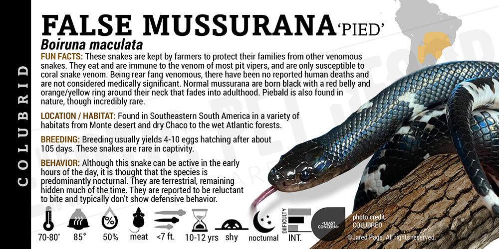 Boiruna maculata 'False Mussurana' Snake