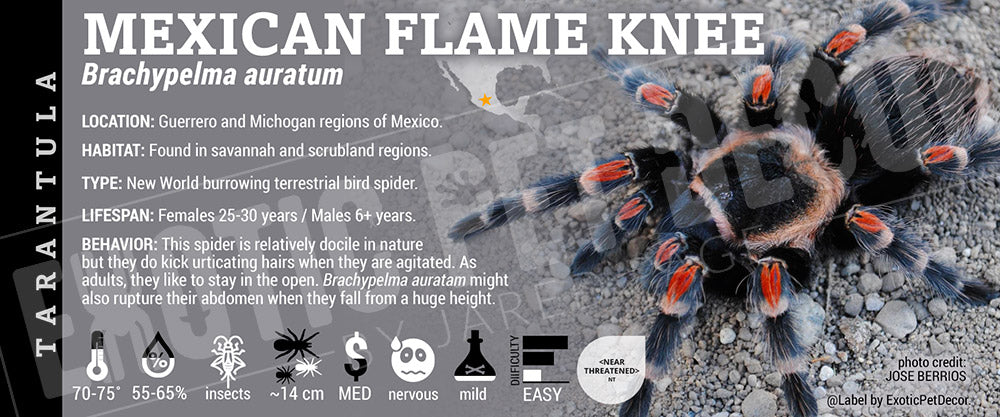 Brachypelma auratum 'Mexican Flameknee' Tarantula