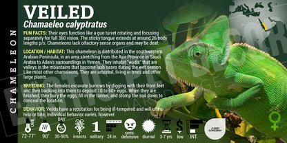 Chamaeleo calyptratus 'Veiled' Chameleon