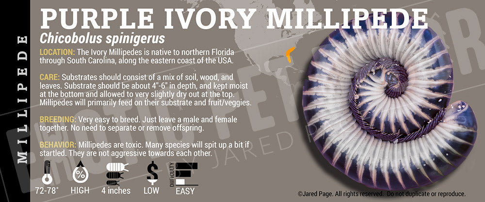 Chicobulus spinigerus 'Ivory' Millipede