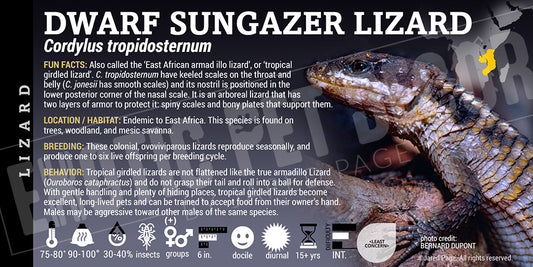 Cordylus tropidosternum 'Dwarf Sungazer' Lizard