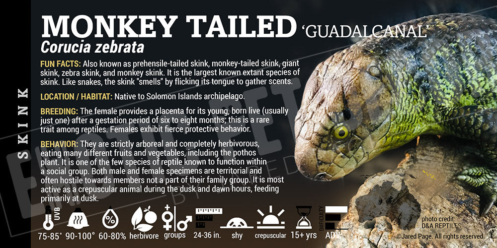 Corucia zebrata 'Monkey Tail' Skink