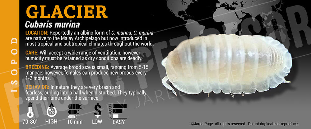 Cubaris murina 'Glacier' isopod label