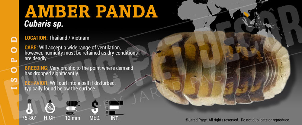 Cubaris sp 'Amber Panda' isopod label