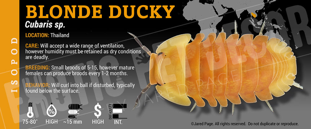 Cubaris sp 'Rubber Ducky' isopod label