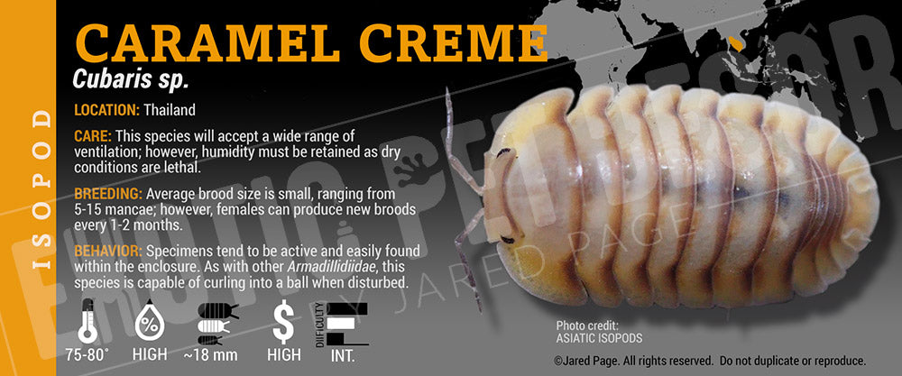 Cubaris sp 'Caramel Cream' isopod label