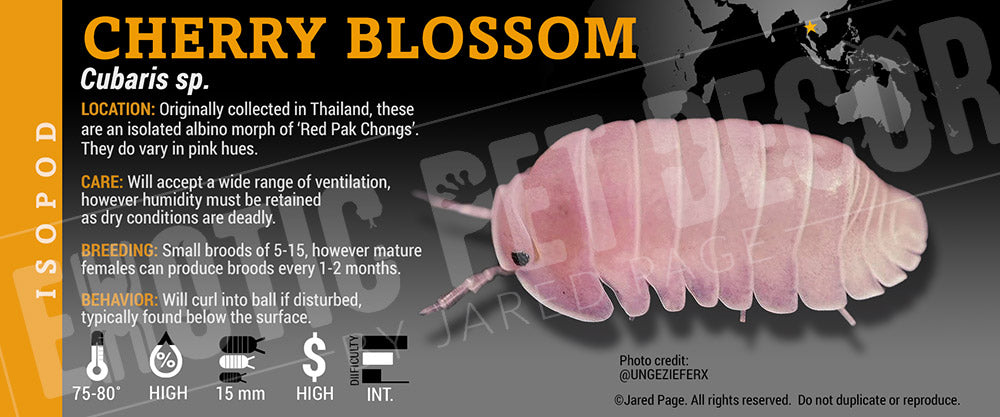 Cubaris sp. 'Cherry Blossom' isopod label