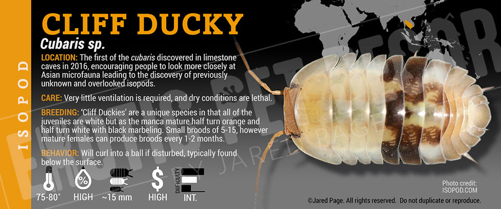 Cubaris sp 'Rubber Ducky' isopod label