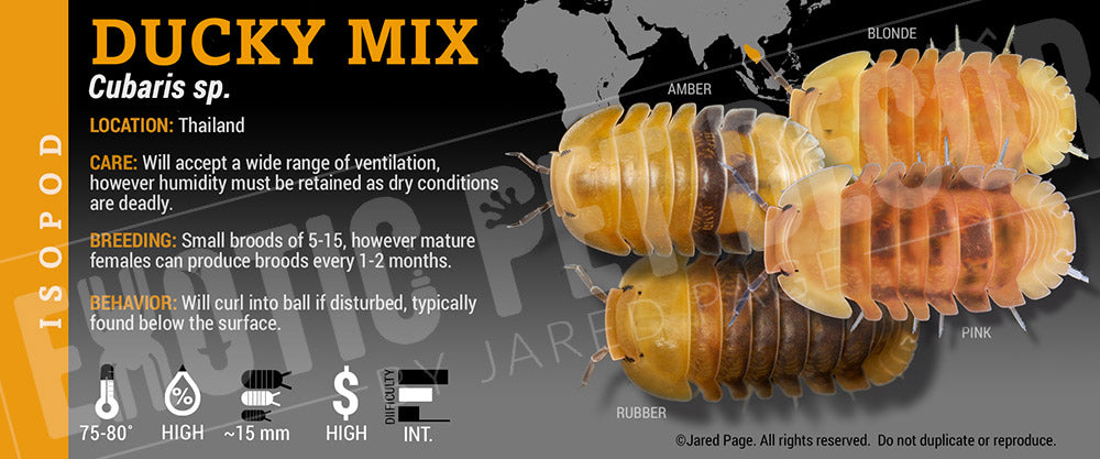 Cubaris sp 'Rubber Ducky' isopod label