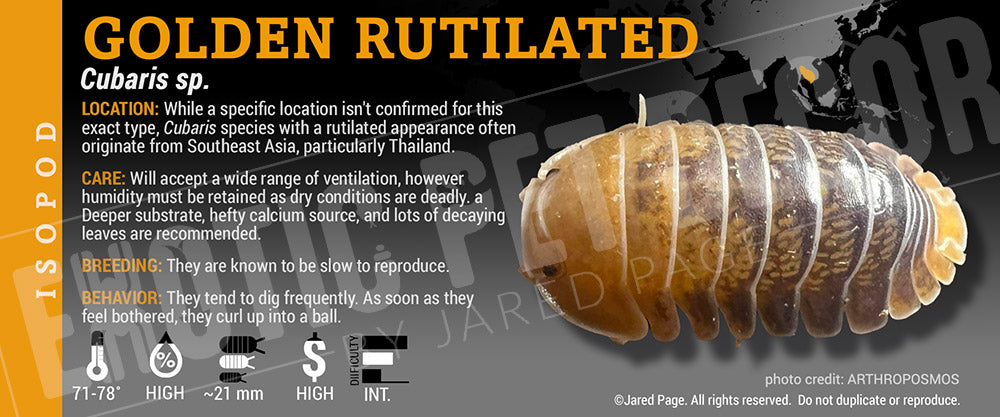 Cubaris sp. 'Golden Rutilated' isopod label