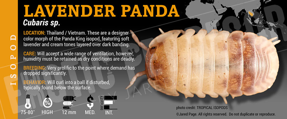 Cubaris sp 'Lavender Panda' isopod label