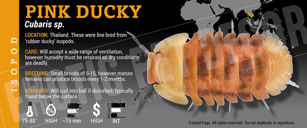 Cubaris sp 'Rubber Ducky' isopod label