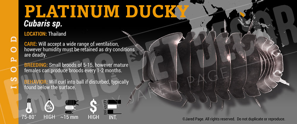 Cubaris sp 'Rubber Ducky' isopod label