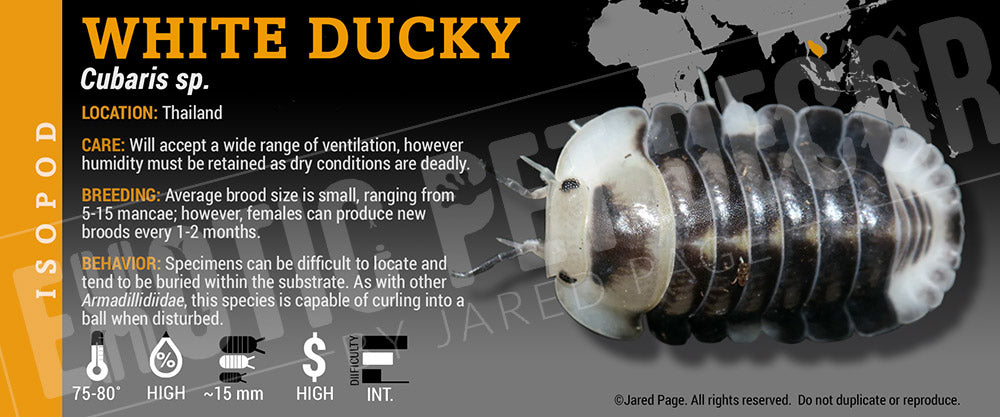 Cubaris sp 'Rubber Ducky' isopod label
