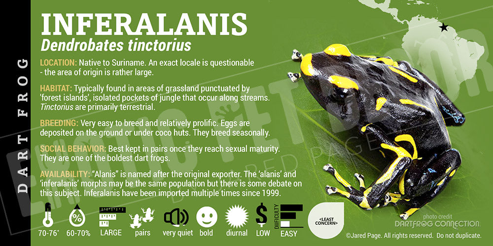 Dendrobates tinctorius 'Alanis' Dart Frog Label