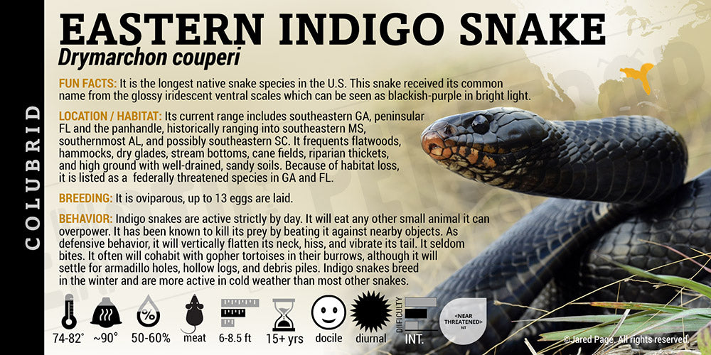 Drymarchon couperi 'Eastern Indigo' Snake