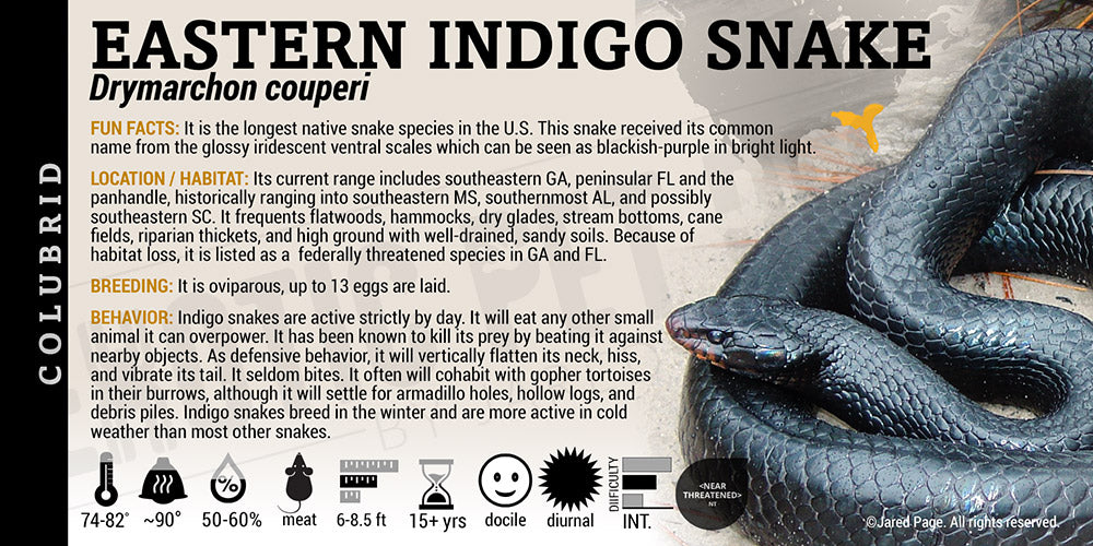 Drymarchon couperi 'Eastern Indigo' Snake