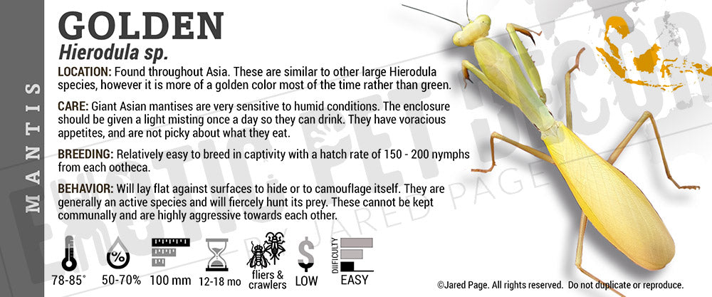 Hierodula sp 'Golden' Mantis