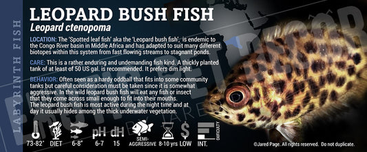 Ctenopoma acutirostre 'Leopard Bush Fish'