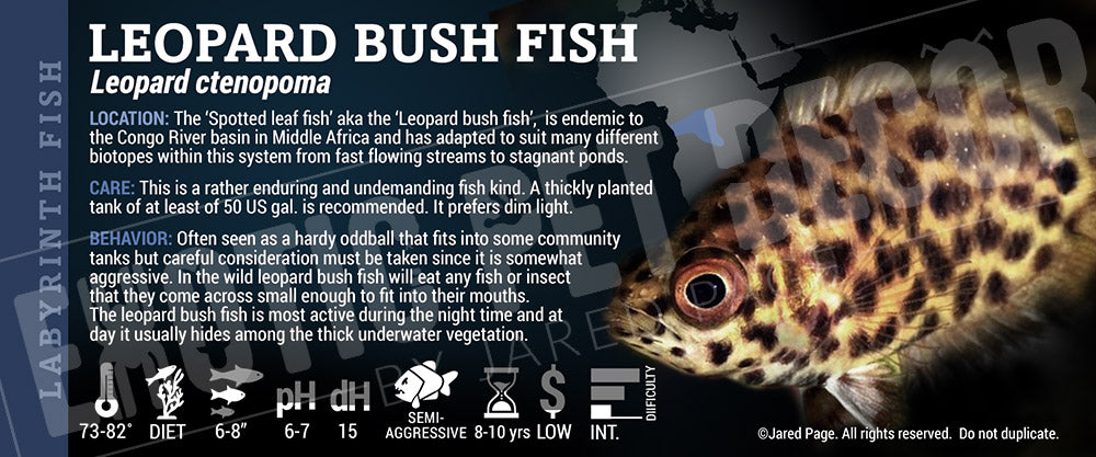 Ctenopoma acutirostre 'Leopard Bush Fish'