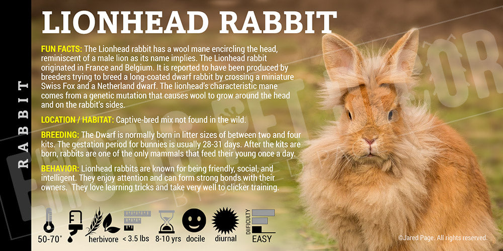 'Lionhead Rabbit' label