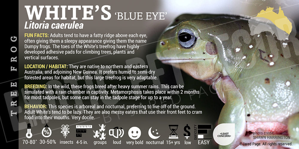 Litoria caerulea 'Whites Tree Frog'