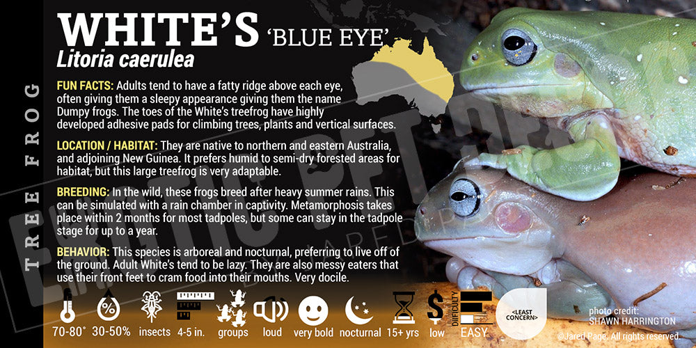 Litoria caerulea 'Whites Tree Frog'
