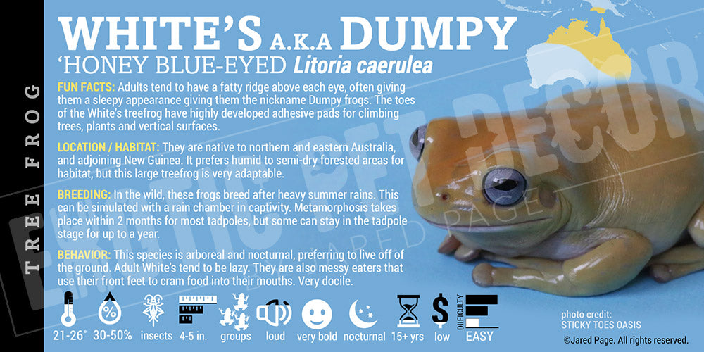 Litoria caerulea 'Whites Tree Frog'