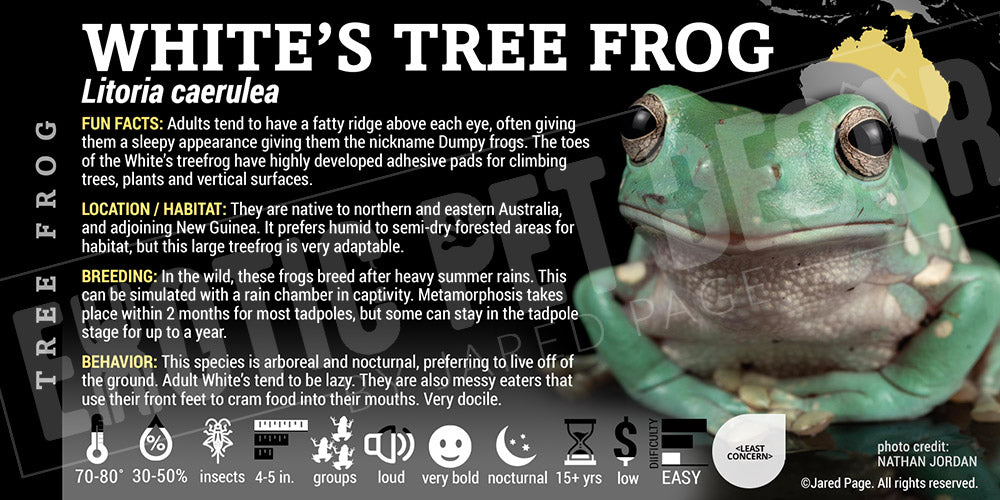 Litoria caerulea 'Whites Tree Frog'