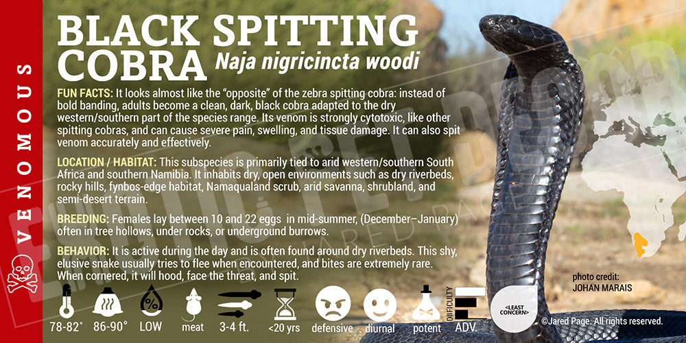 Naja nigricincta woodi 'Black Spitting' Cobra label