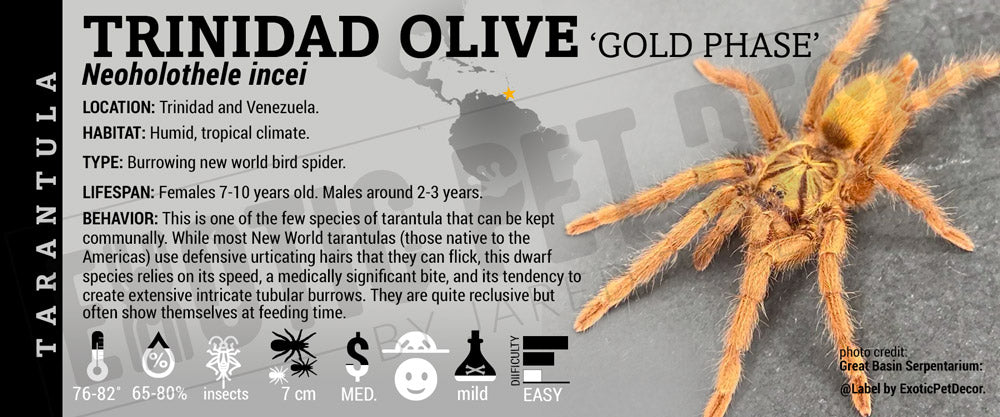 Neoholothele incei 'Trinidad Olive' Tarantula