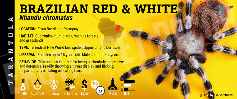 Nhandu (Vitalius) chromatus 'Brazilian Red And White' Tarantula