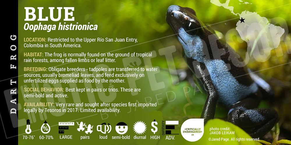 Oophaga histrionica 'Blue' Dart Frog Label