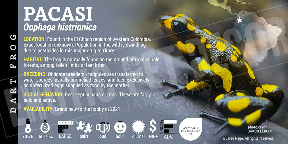 Oophaga histrionica 'Pacasi' Dart Frog Label