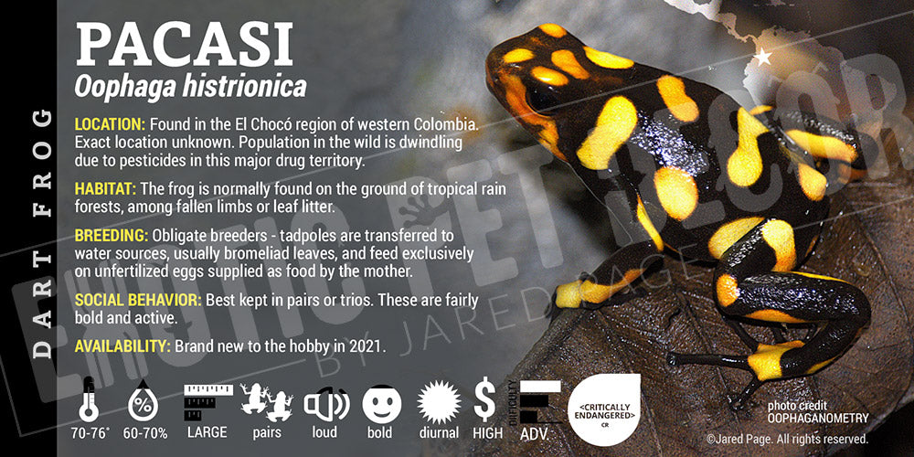 Oophaga histrionica 'Pacasi' Dart Frog Label