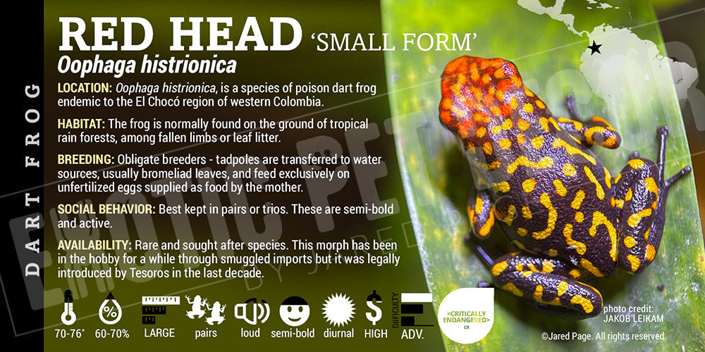 Oophaga histrionica 'Redhead Small Form' Dart Frog Label