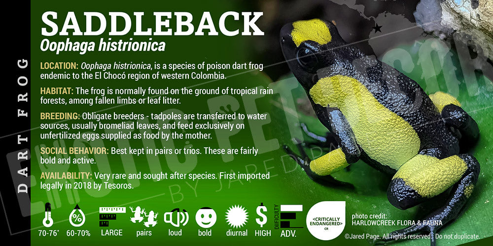 Oophaga histrionica 'Saddleback' Dart Frog Label