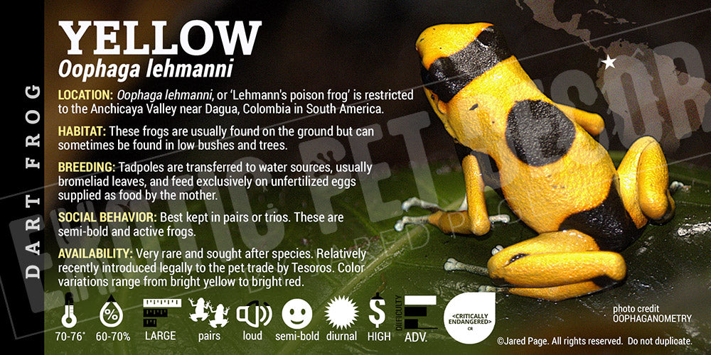 Oophaga lehmanni 'Yellow' Dart Frog Label