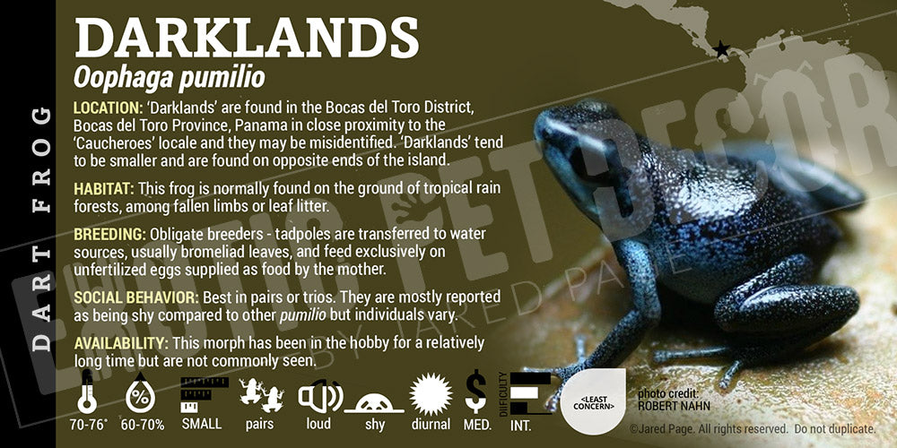 Oophaga pumilio 'Darklands' Dart Frog Label
