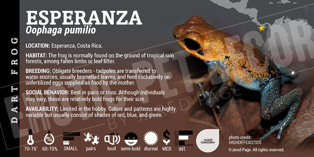 Oophaga pumilio 'Esperanza' Dart Frog Label