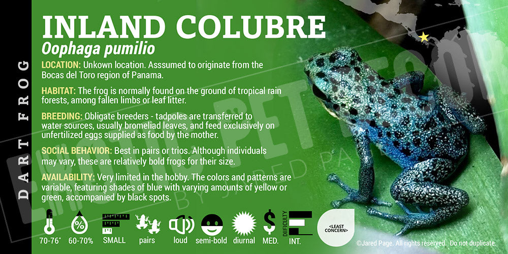 Oophaga pumilio 'Inland Colubre' Dart Frog Label