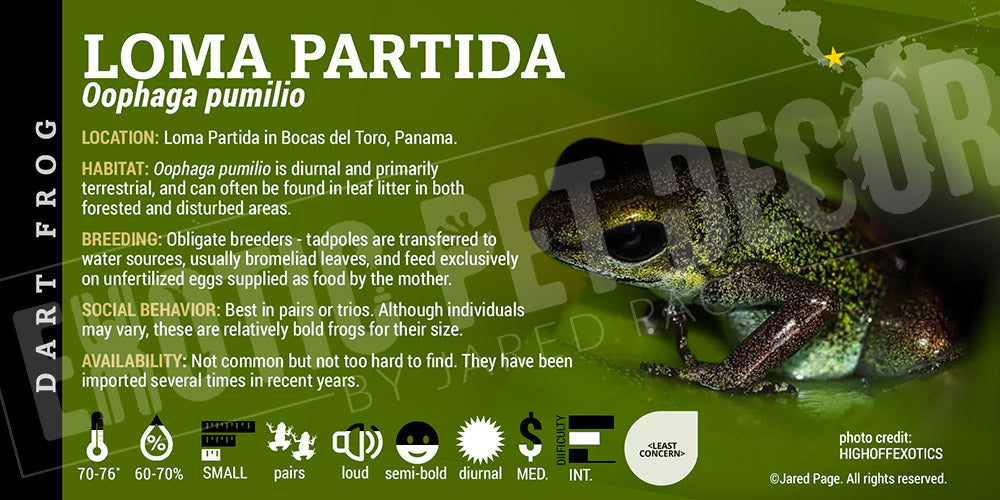 Oophaga pumilio 'Loma Partida' Dart Frog Label