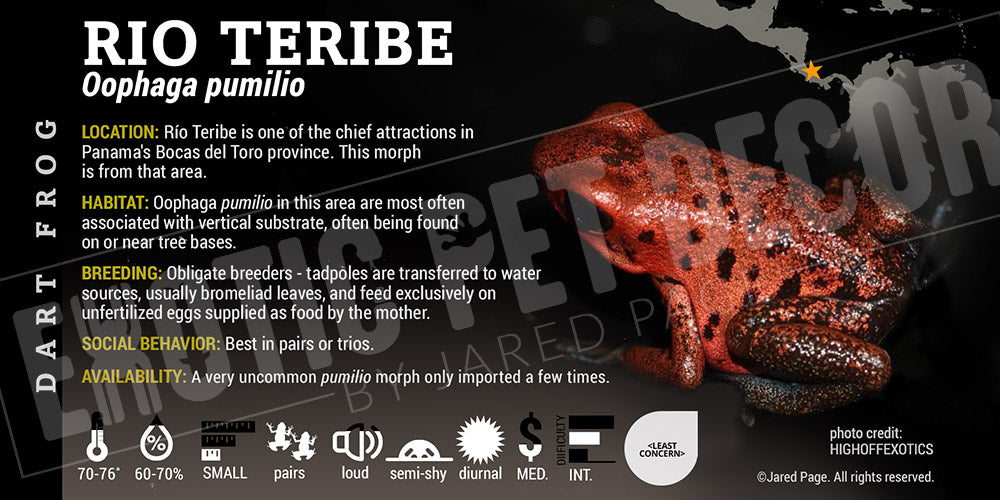 Oophaga pumilio 'Rio Teribe' Dart Frog Label