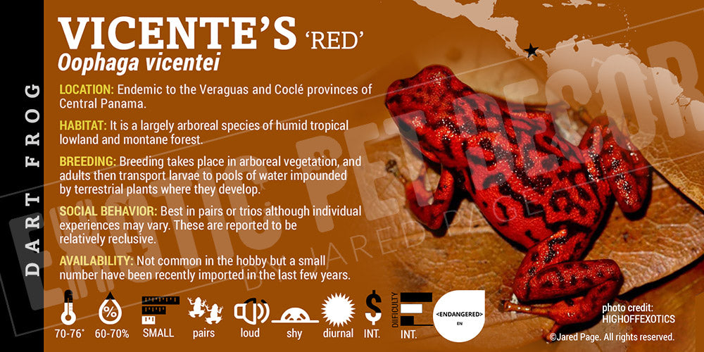 Oophaga vicentei 'Red' Dart Frog Label