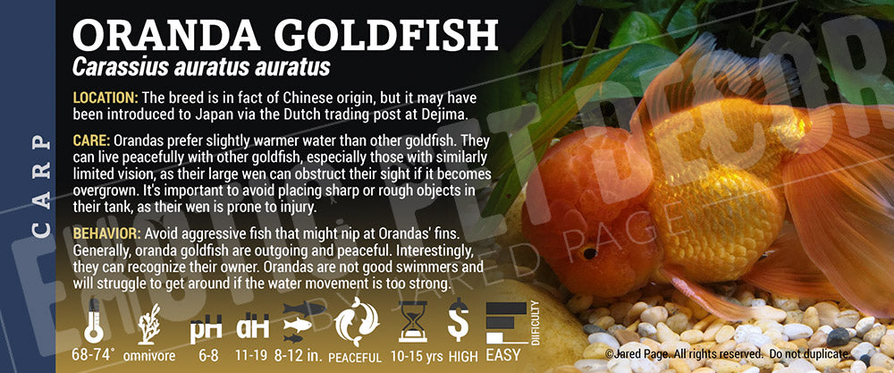 Carassius auratus auratus 'Oranda Goldfish'