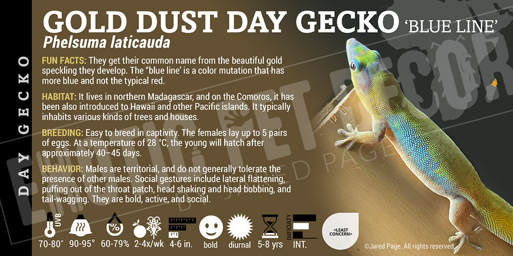 Phelsuma laticauda 'Gold Dust Day' Gecko