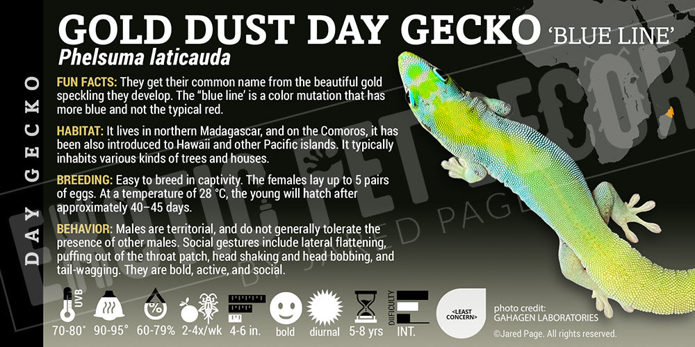 Phelsuma laticauda 'Gold Dust Day' Gecko