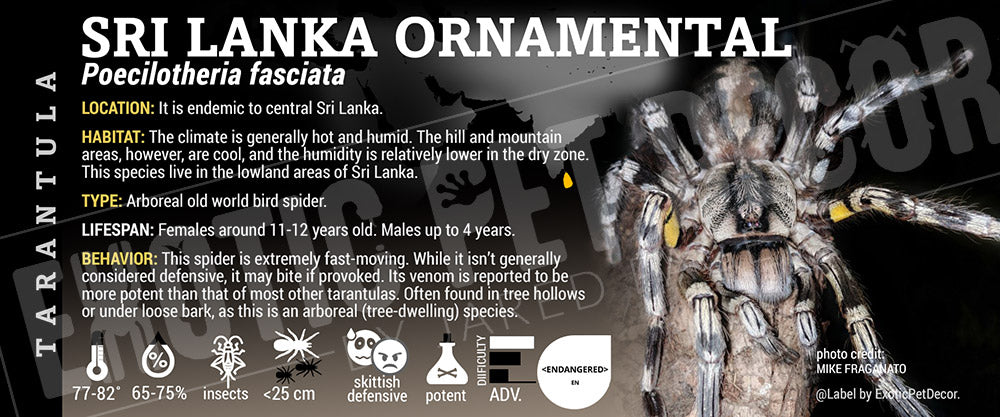Poecilotheria fasciata 'Sri Lanka Tiger Ornamental' Tarantula label
